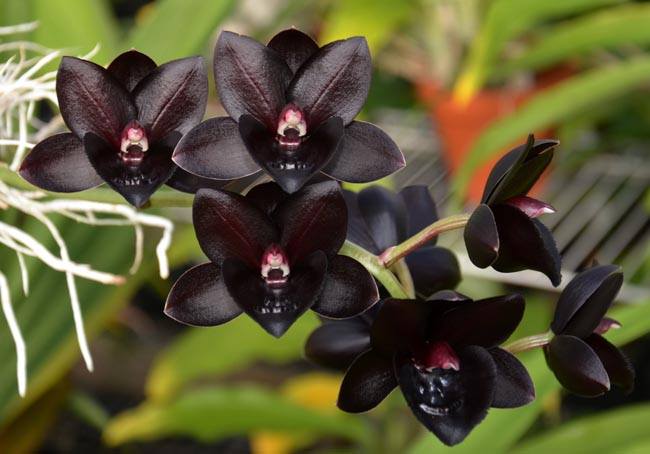 Orquídea Negra: Descubra os Mistérios e Cuidados dessa Rara Beleza