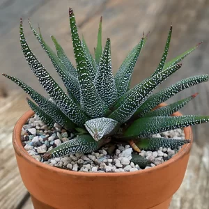 haworthia-jardim em foco