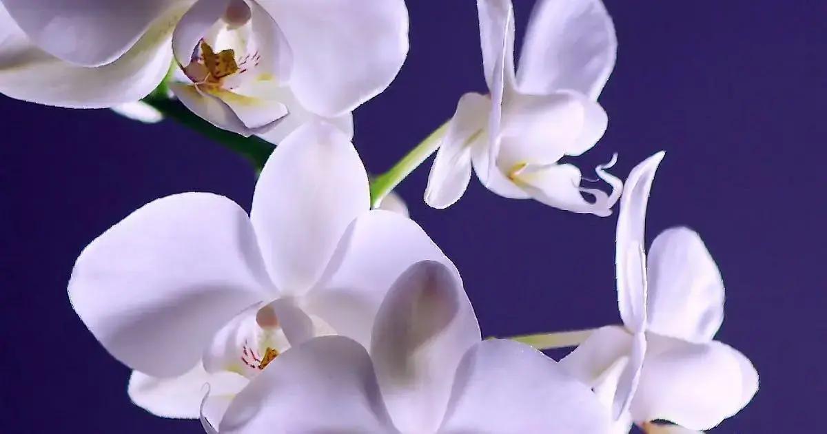 Orquídea de Jardim: Descubra Como Cuidar e Cultivar Facilmente