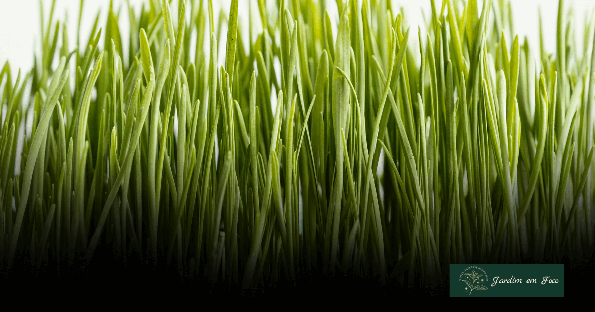 Como Plantar Alpiste: Guia Simples Para Iniciantes!