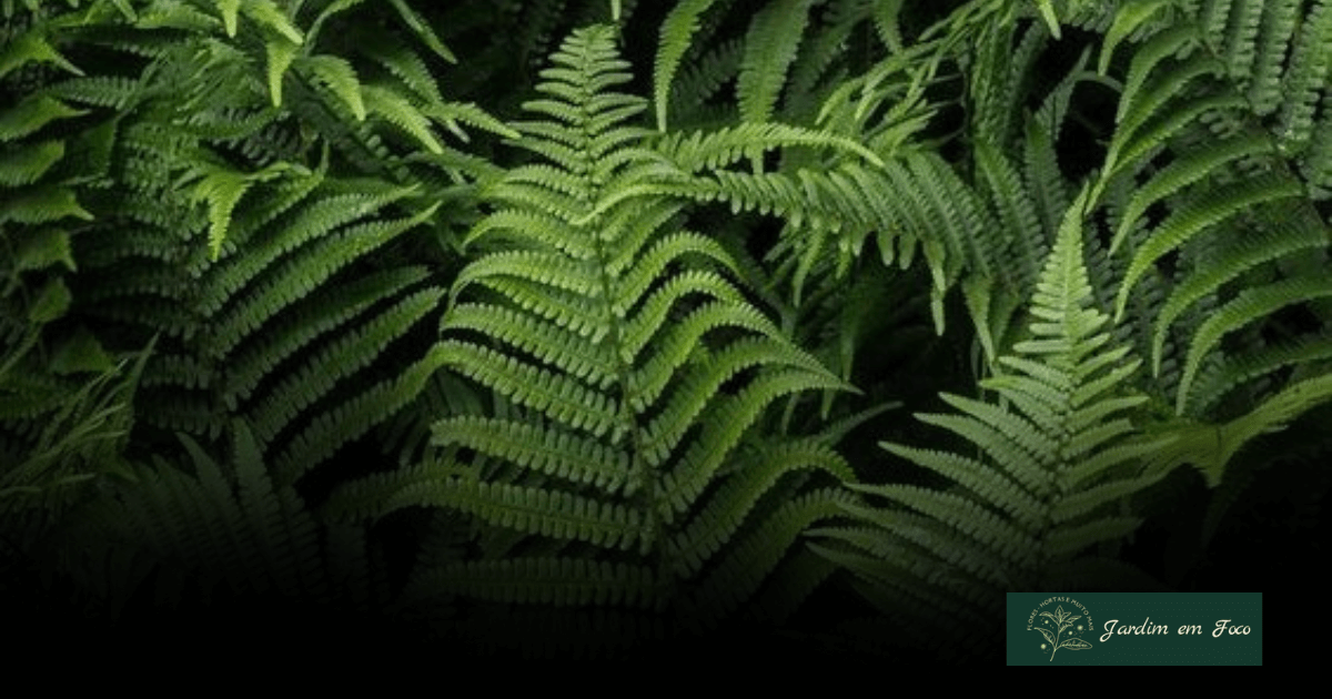 Como cuidar de samambaia: dicas essenciais para manter sua planta saudável