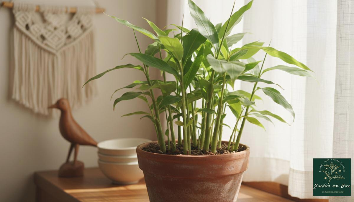 Colheita e usos do gengibre: da raiz à folha Colheita e usos do gengibre: da raiz à folha